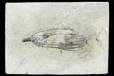 Fossil Crinoid (Hylodecrinus) - Crawfordsville, Indiana #110596-1
